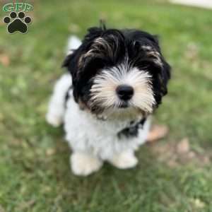 Caleb, Biewer Terrier Puppy